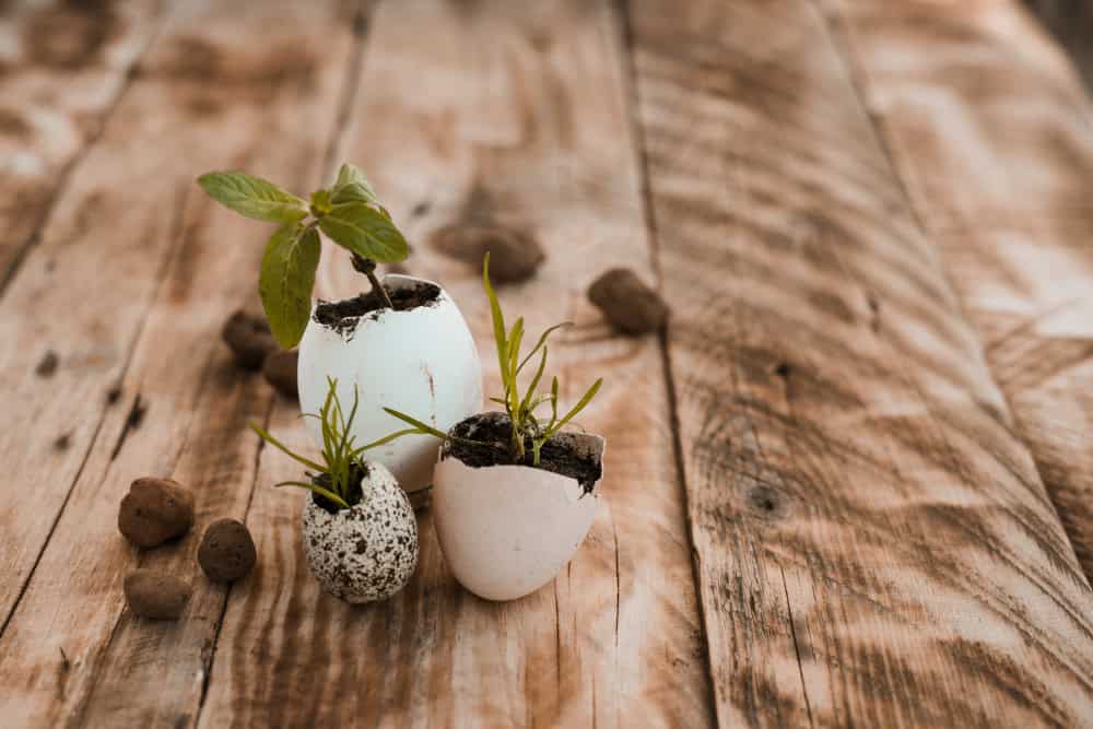An image of egg shells with plants growing out of it